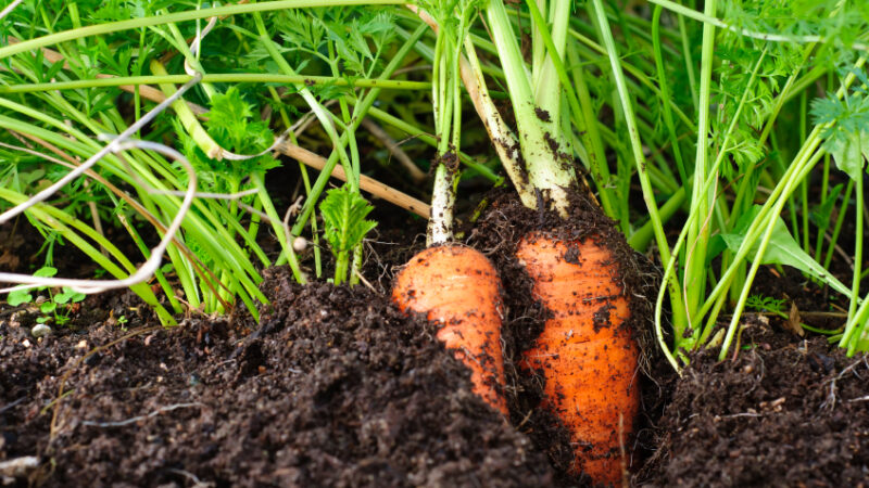 Le Groupe Larrère éclaire et chauffe un village grâce à la carotte !