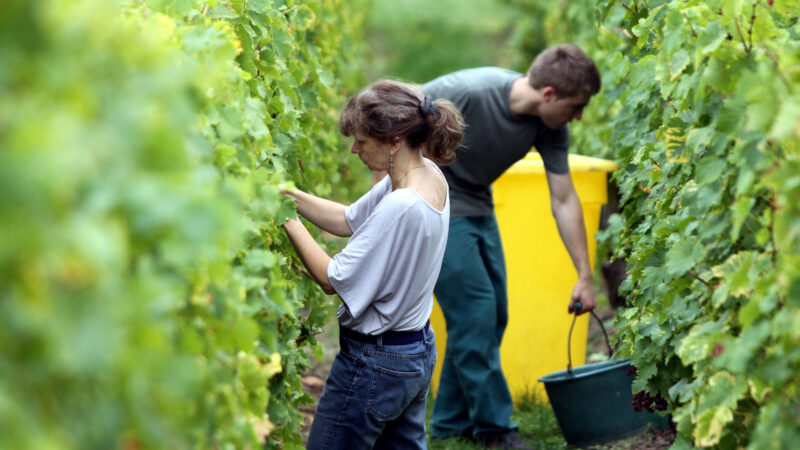 Fin des exonérations sociales pour les contrats vendanges
