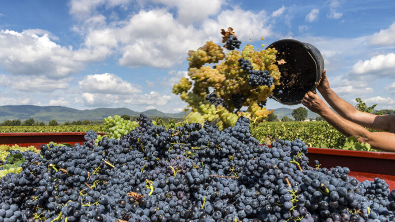 L’Italie surpasse la France et devient premier producteur mondial de vin