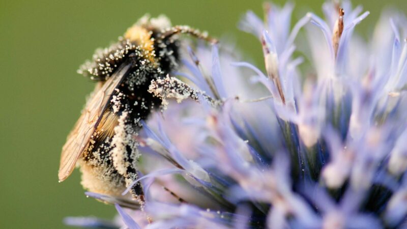 La France devient le premier pays à interdire cinq pesticides liés à l&rsquo;effondrement des populations d&rsquo;abeilles