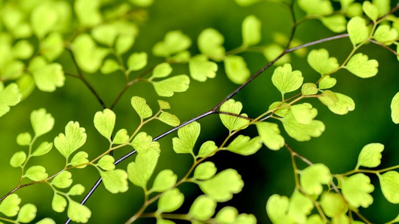 Emmanuel Macron annonce des mesures pour protéger la biodiversité