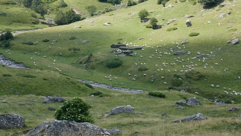 Bientôt une taxe Nutri-score ?