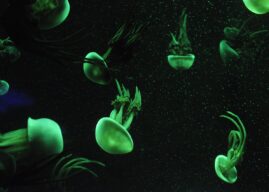 Méduses de Gravelines : un réacteur nucléaire redémarre