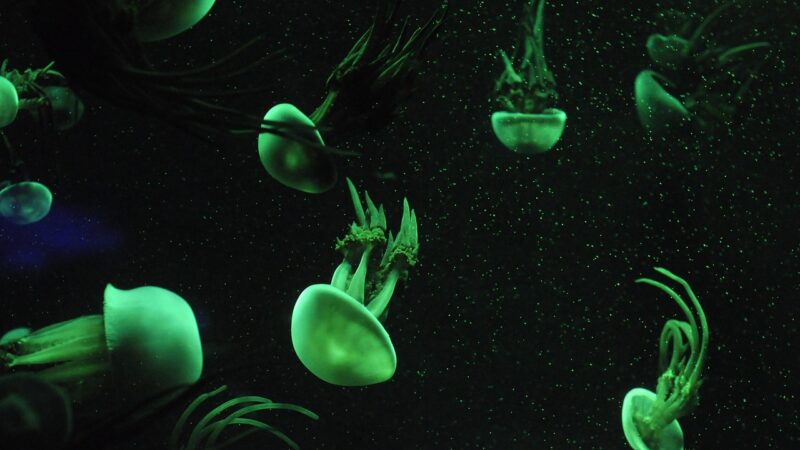 Méduses de Gravelines : un réacteur nucléaire redémarre